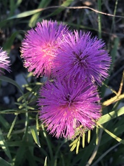 Mimosa quadrivalvis occidentalis