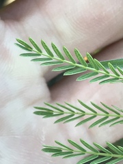 Mimosa quadrivalvis occidentalis