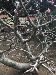 Adenium multiflorum