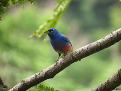 Passerina rositae
