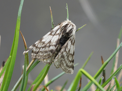 Lycia alpina