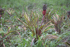 Ananas