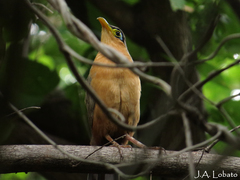 Morococcyx erythropygus