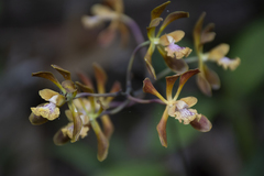 Encyclia parviflora