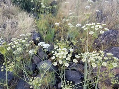 Perideridia kelloggii