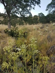 Perideridia kelloggii