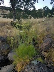 Perideridia kelloggii