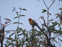 Piranga erythrocephala
