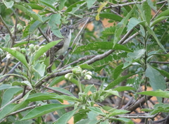 Vireo nelsoni