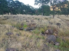 Perideridia kelloggii