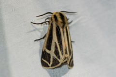 Apantesis nais