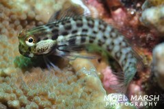 Great Barrier Reef Blenny photo 4