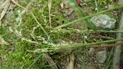 Sphenopholis obtusata