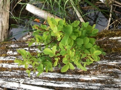 Vaccinium uliginosum