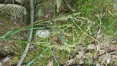 Sphenopholis obtusata