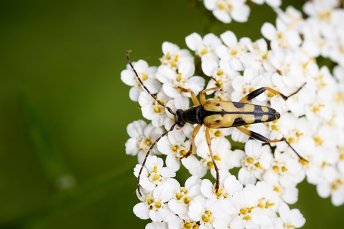 Gefleckter Schmalbock