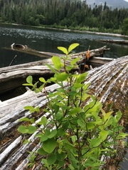 Vaccinium uliginosum