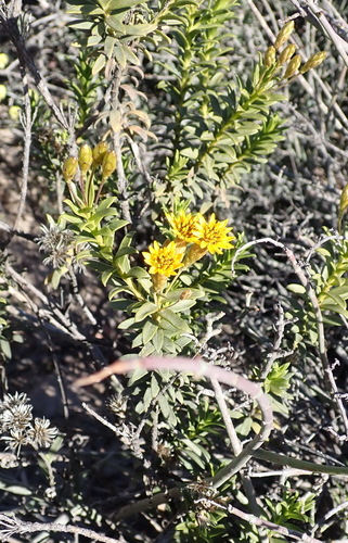 Image of Oedera resinifera by (c) Nicola van Berkel, some rights reserved (CC BY-SA)