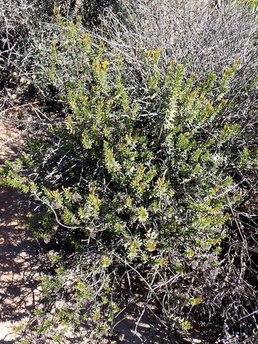 Image of Oedera resinifera by (c) Nicola van Berkel, some rights reserved (CC BY-SA)