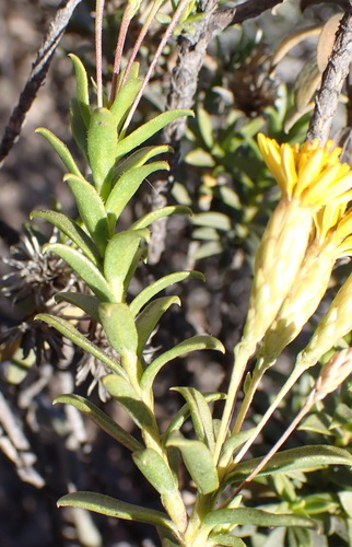 Image of Oedera resinifera by (c) Nicola van Berkel, some rights reserved (CC BY-SA)
