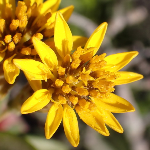 Image of Oedera resinifera by (c) Nicola van Berkel, some rights reserved (CC BY-SA)