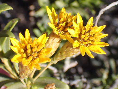 Image of Oedera resinifera by (c) Nicola van Berkel, some rights reserved (CC BY-SA)