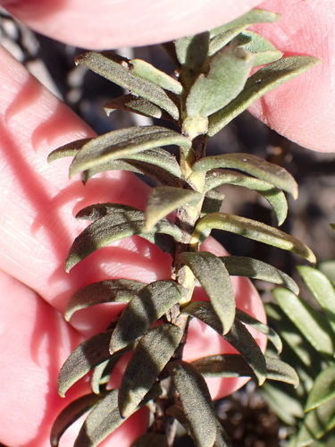 Image of Oedera resinifera by (c) Nicola van Berkel, some rights reserved (CC BY-SA)