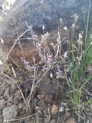 Polygonum bidwelliae