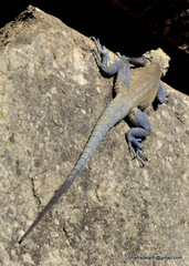 Laudakia tuberculata