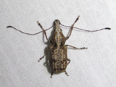 Meconemus infuscatus