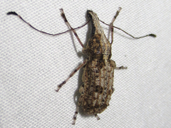Meconemus infuscatus
