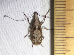 Meconemus infuscatus