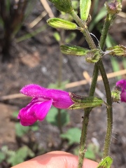 Salvia dichlamys