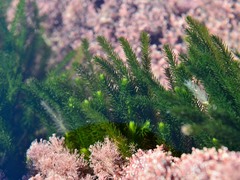 Caulerpa brownii