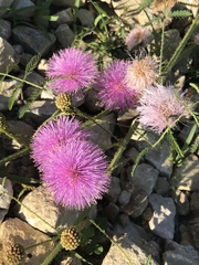 Mimosa quadrivalvis occidentalis