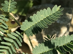 Mimosa quadrivalvis occidentalis