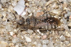 Coranus griseus