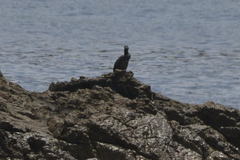 Gulosus aristotelis desmarestii