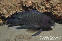 Blue-Tip Longfin photo 2