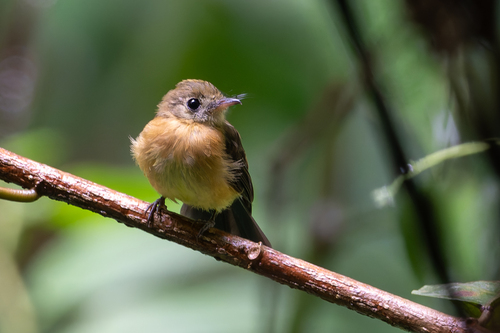 Sulphur-rumped Myiobius (Myiobius sulphureipygius), photo 5