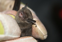 Pseudoromicia brunnea