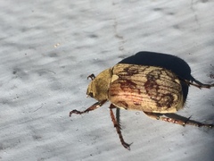 Isonychus arizonensis