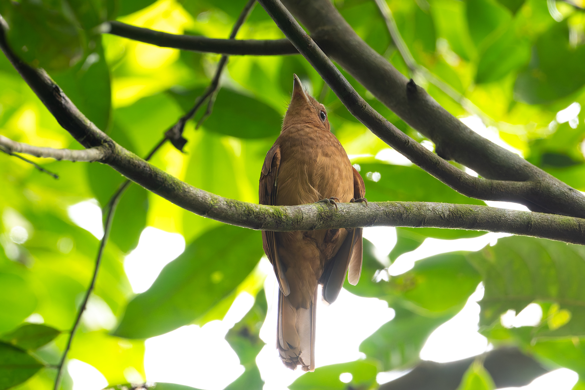 Rufous Piha (Lipaugus unirufus), photo 6