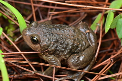 Chinese Narrowmouth Toad photo 2