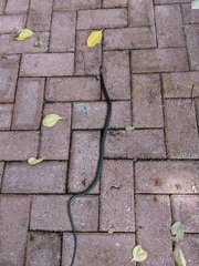 Cubophis caymanus