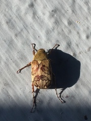 Isonychus arizonensis