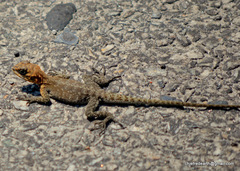 Laudakia tuberculata