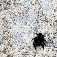 Phidippus audax