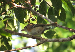 Vireo bairdi