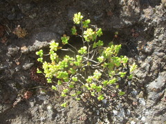 Aeonium lindleyi image